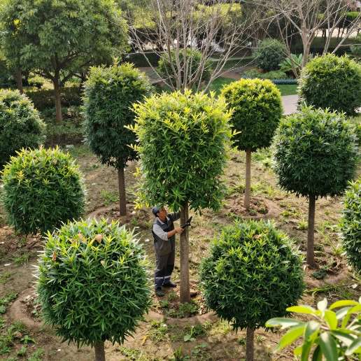 园林绿化养护中修剪的基本常识第二张图