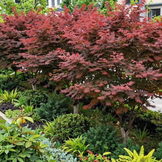 红叶臭椿栽培技术详解：繁殖方法与病虫害防治全攻略第一张图