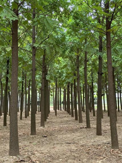 人工林比天然林更容易发生病虫害？第一张图