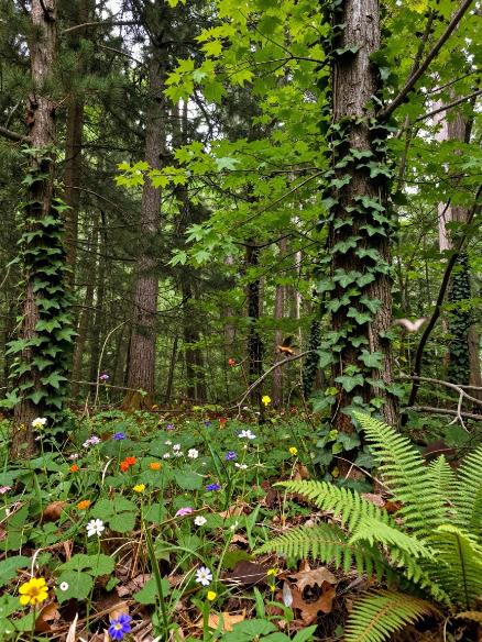 人工林比天然林更容易发生病虫害？第二张图