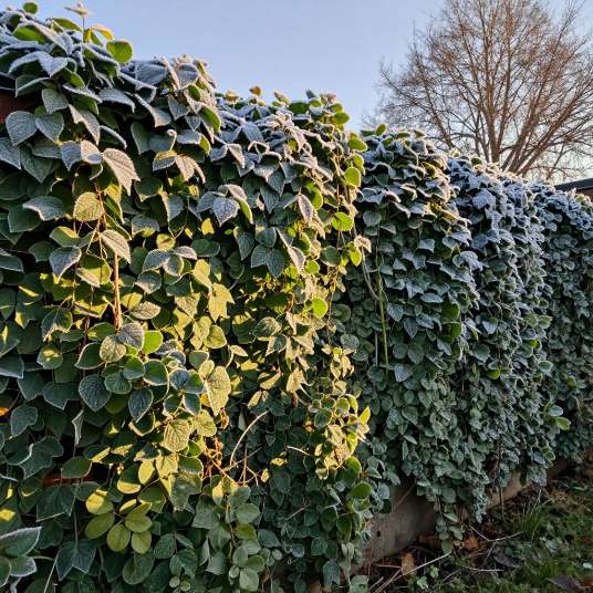 室外植物墙在冬季该怎么保养第二张图