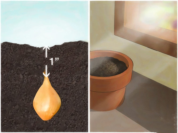 怎样在室内花盆里种植葱 10