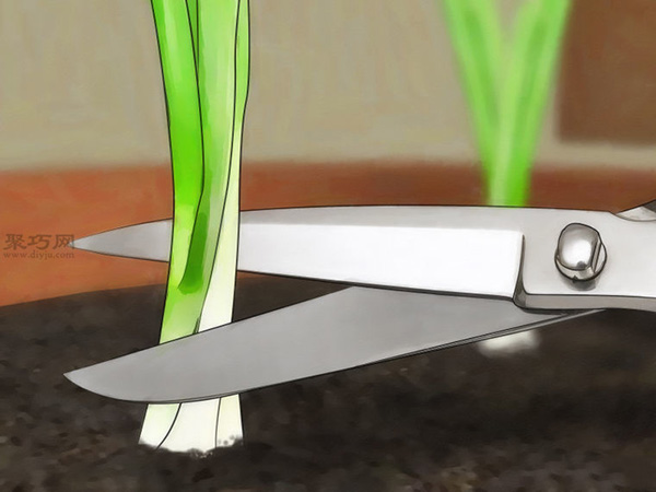 怎样在室内花盆里种植葱 11