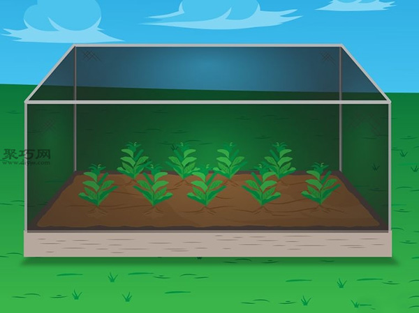 种植菠菜方法 15