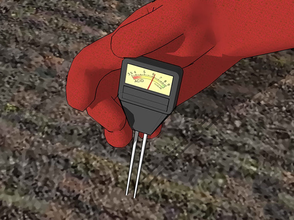 花园种植辣椒的准备工作 3