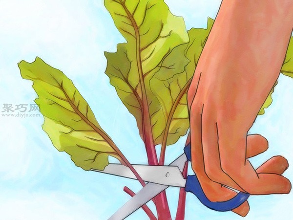 怎么样收获萝卜 11