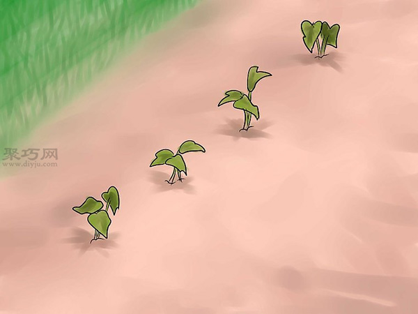 如何种植红薯 16