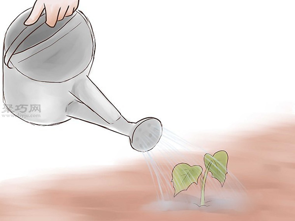 如何种植红薯 18