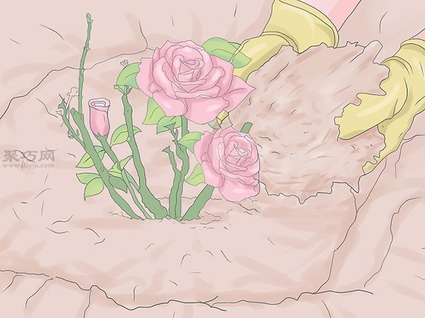 种植玫瑰教程 19