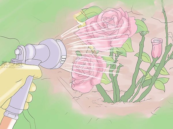 种植玫瑰教程 21