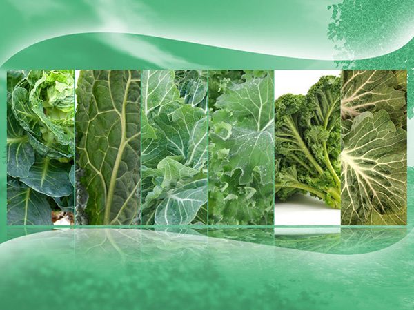 种植甘蓝图解教程 1