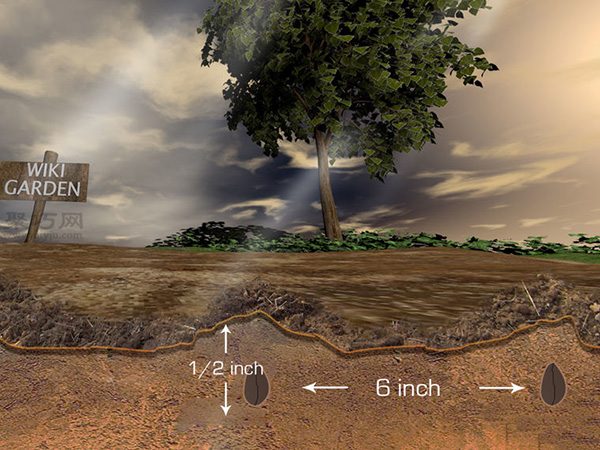 种植甘蓝图解教程 7