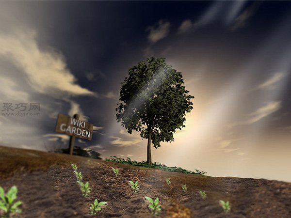 种植甘蓝图解教程 6