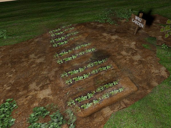 种植甘蓝图解教程 13