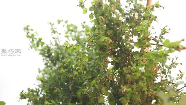 怎么样养护花朵