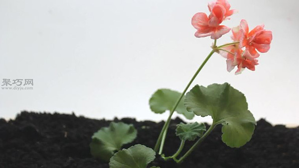 怎么样养护花朵