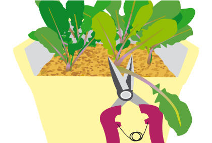 种植芝麻菜方法技巧 芝麻菜剔苗注意事项