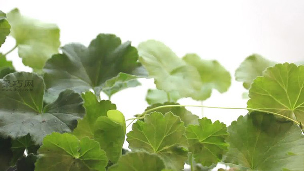 怎么样养护花朵