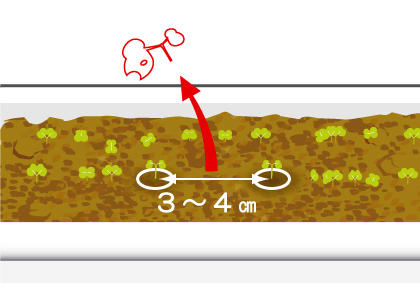 种植芝麻菜方法技巧 芝麻菜剔苗注意事项