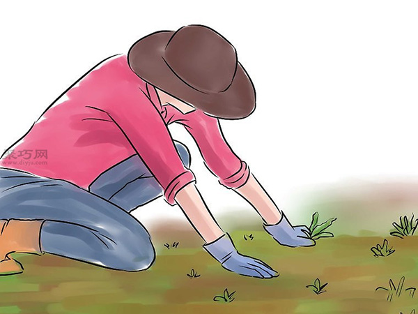 种黄瓜图片教程 3