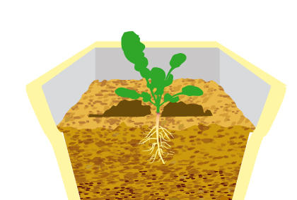 种植芝麻菜方法技巧 芝麻菜剔苗注意事项