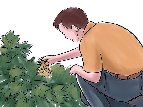 种黄瓜图片教程 12