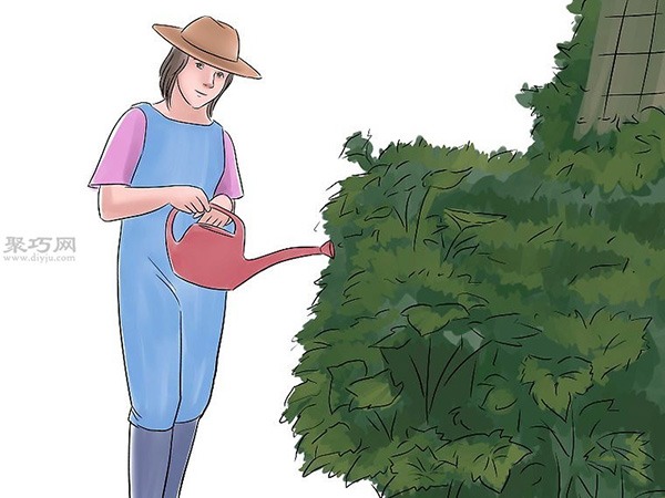 种黄瓜图片教程 13