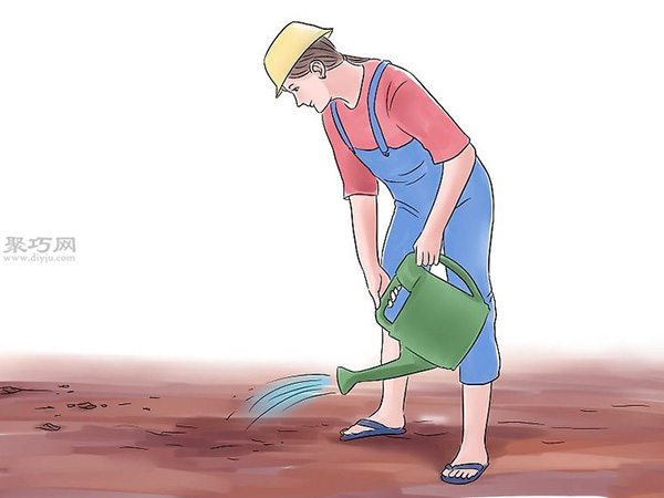 种黄瓜图片教程 9