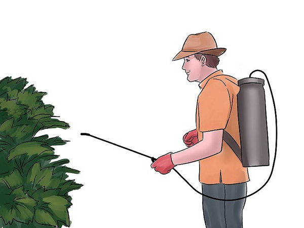 种黄瓜图片教程 15