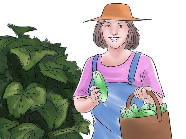 种黄瓜图片教程 16