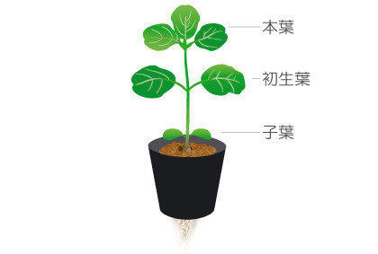 阳台盆栽毛豆小技巧 如何种植大豆