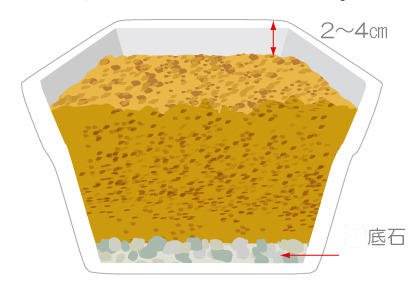阳台盆栽毛豆小技巧 如何种植大豆