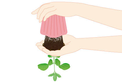 阳台盆栽毛豆小技巧 如何种植大豆