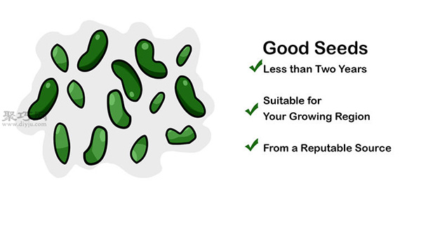让种子发芽图片教程 1