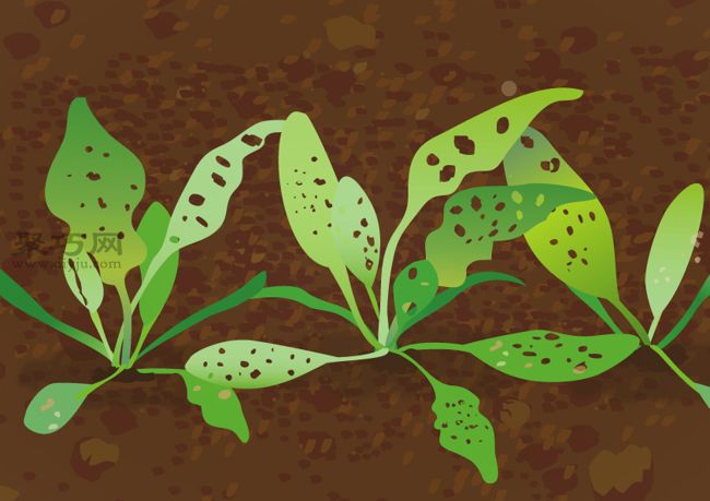 菠菜的盆栽种植技巧 如何防治菠菜常见病