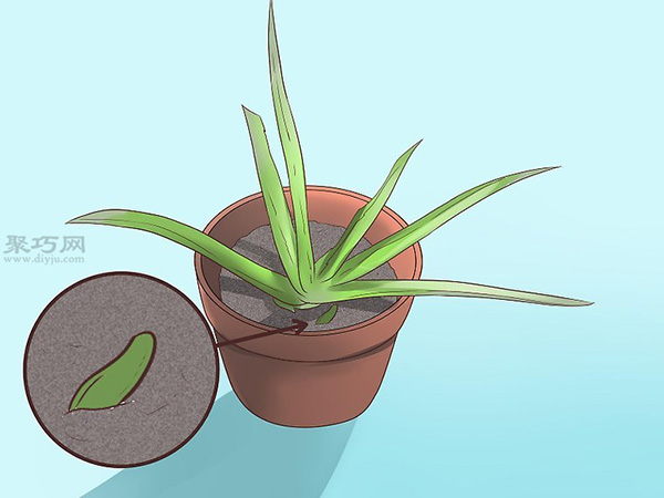 如何繁殖新芦荟 15