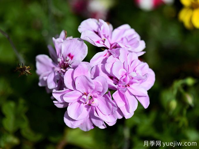 秋海棠品种图片(图3)