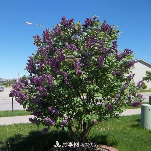 精品丛生苗木，未来发展潜力大(图3)