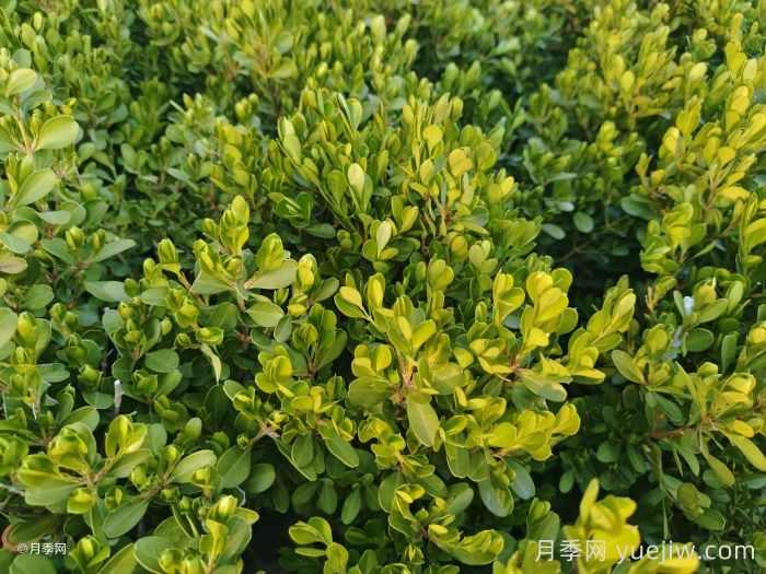 小叶黄杨小苗和大叶黄杨小苗的区别(图2) 小叶黄杨小苗和大叶黄杨小苗的区别(图2)
