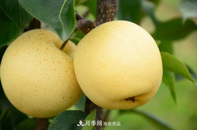 南阳特产:方城县博望黄金梨 特产 黄金梨 第一张 南阳特产:方城县博望黄金梨(图1)