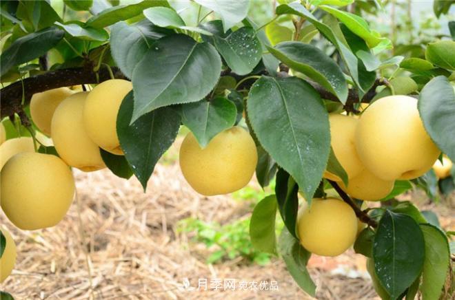 南阳特产:方城县博望黄金梨 特产 黄金梨 第3张 南阳特产:方城县博望黄金梨(图3)