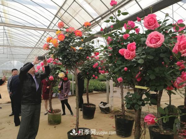 张松林在观察高杆月季长势 美丽月季为南阳城市增花添彩(图4)