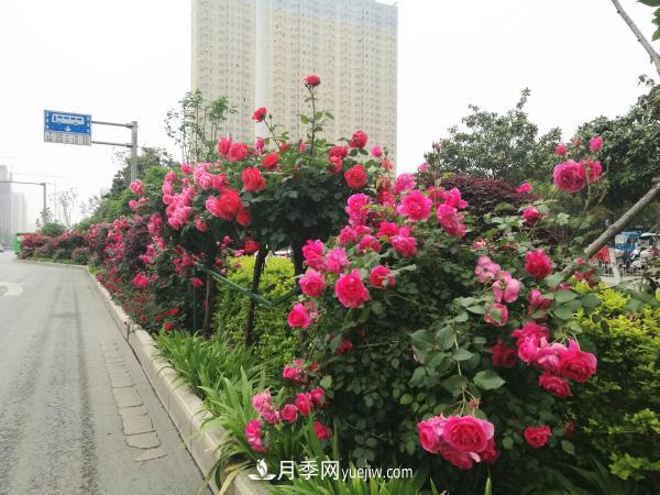 南阳高杆月季 美丽月季为南阳城市增花添彩(图2)