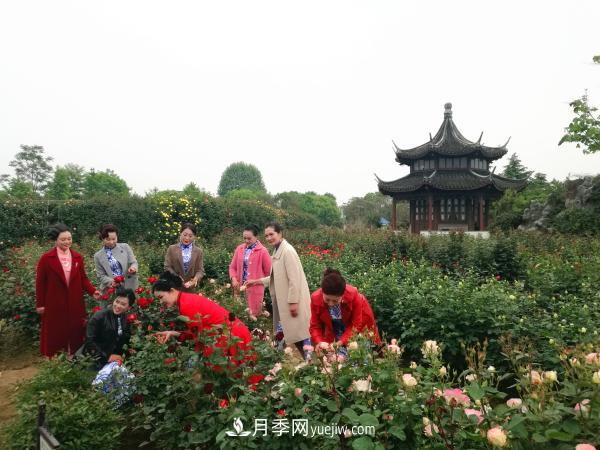 南阳张松林在观察高杆月季长势 美丽月季为南阳城市增花添彩(图6)