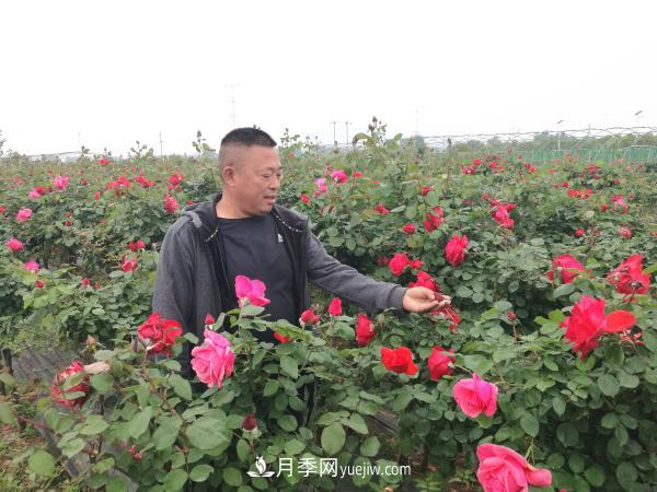 张松林在观察高杆月季长势 美丽月季为南阳城市增花添彩(图3)