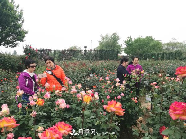 南阳张松林在观察高杆月季长势 美丽月季为南阳城市增花添彩(图5)