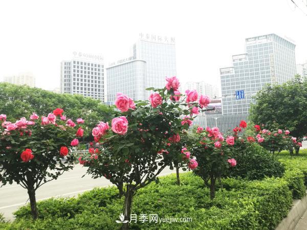 南阳高杆月季 美丽月季为南阳城市增花添彩(图1)