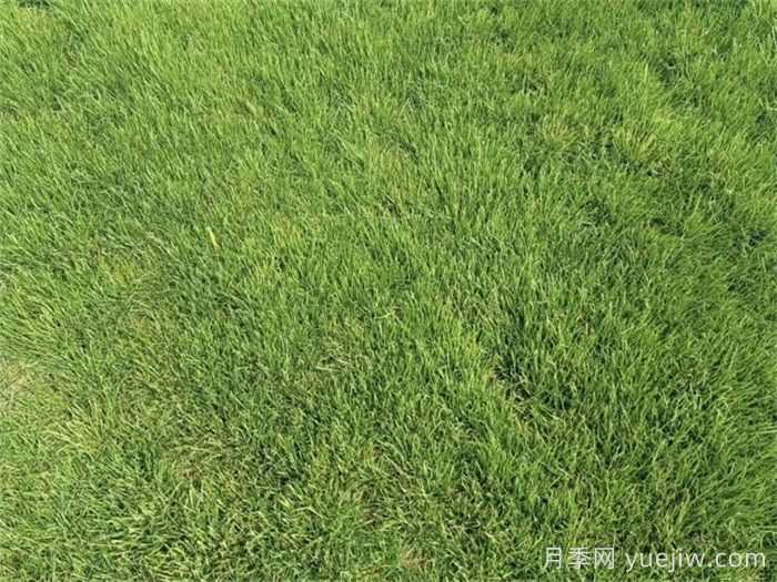 庭院草坪的日常精细化养护知识(图1)