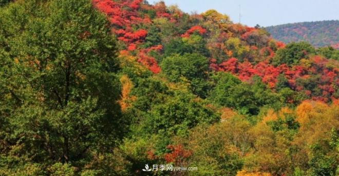 河南五个绿色“海洋”,在20度的森林中呼吸,让你流连忘返(图5) 河南五个绿色“海洋”,在20度的森林中呼吸,让你流连忘返(图5)