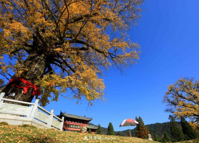 河南五个绿色“海洋”,在20度的森林中呼吸,让你流连忘返(图10) 河南五个绿色“海洋”,在20度的森林中呼吸,让你流连忘返(图10)